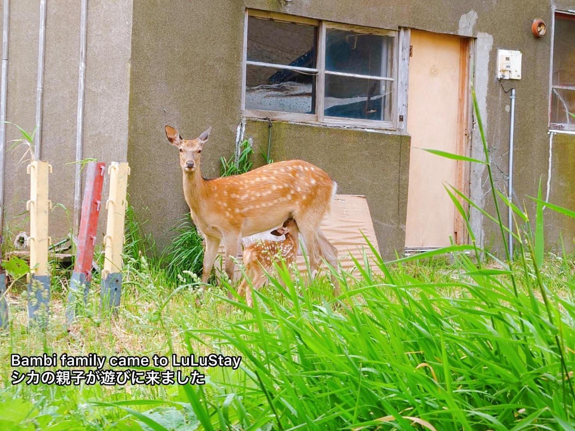 Homestay Lulu Wakkanai